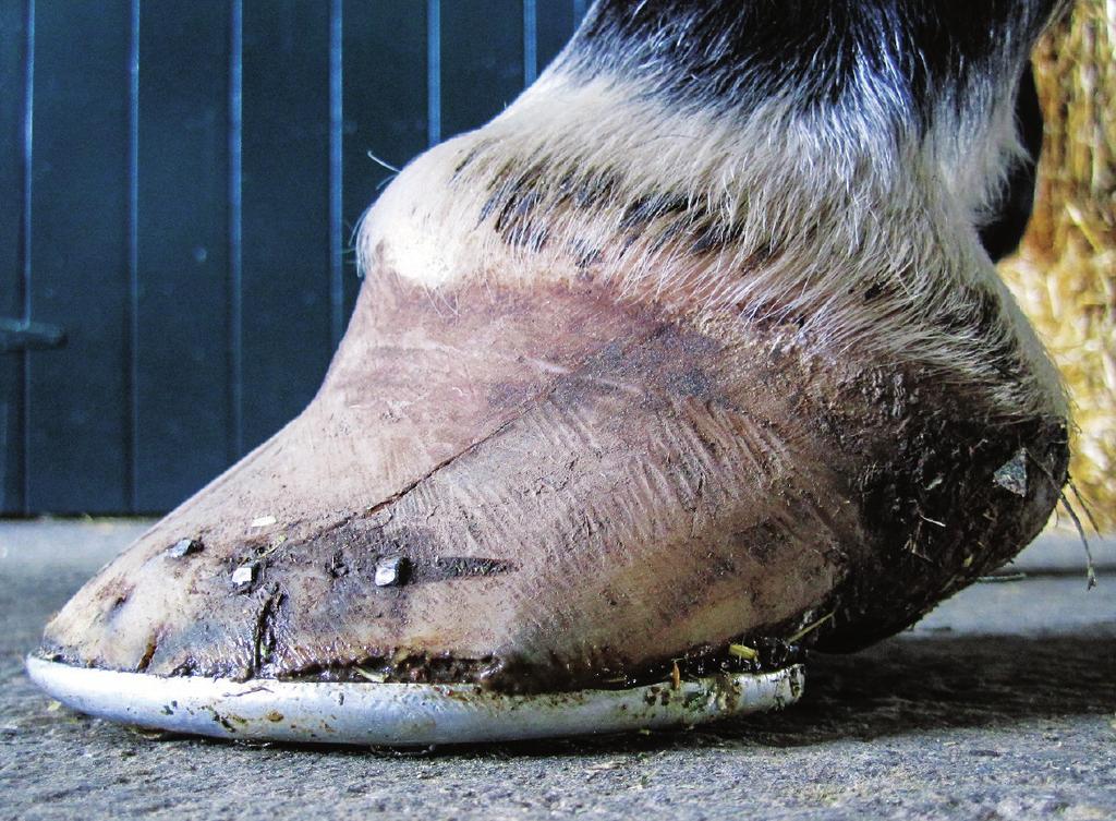 TRIMMING AND SHOEING SIX REASONS FOR POOR HOOF QUALITY Figure 1a Equine vet Scott Morrison examines causes of compromised horn By Jeff Cota, Managing Editor T he mare s feet didn t look good.