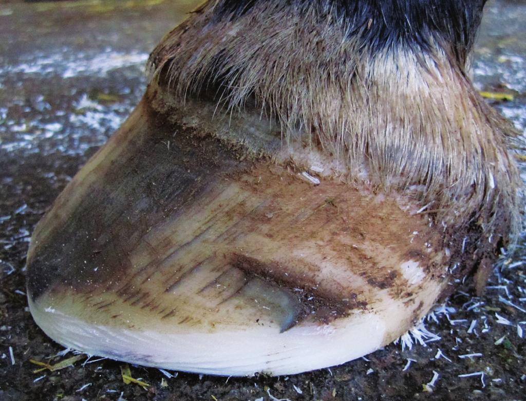 We r e a l l f r e q u e n t l y a s k e d about hoof wall quality, says Scott Morrison, a farrier and equine veterinarian at Rood & Riddle Equine Hospital in Lexington, Ky.