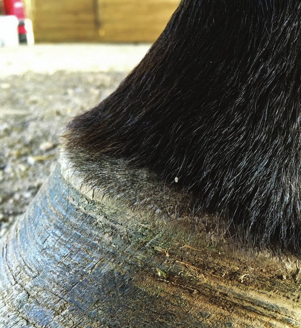 We just use a pine tar-based hoof dressing to help protect the hoof from the weather changes and give it a layer (Figure 4b).