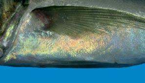 Body Colour/Iridescence On a fresh fish, the skin colour is vibrant and the
