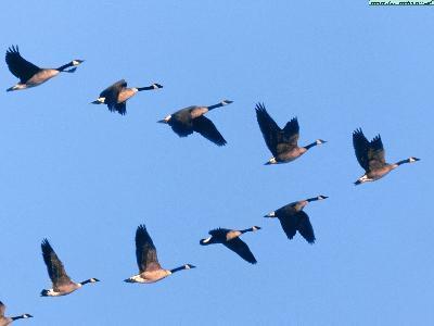 Publisher: Wisconsin Association of Nutrition & Foodservice Professionals Issue No: 5 September 2018 Lessons of the Geese In the fall when you see Geese heading south for the winter, flying along in