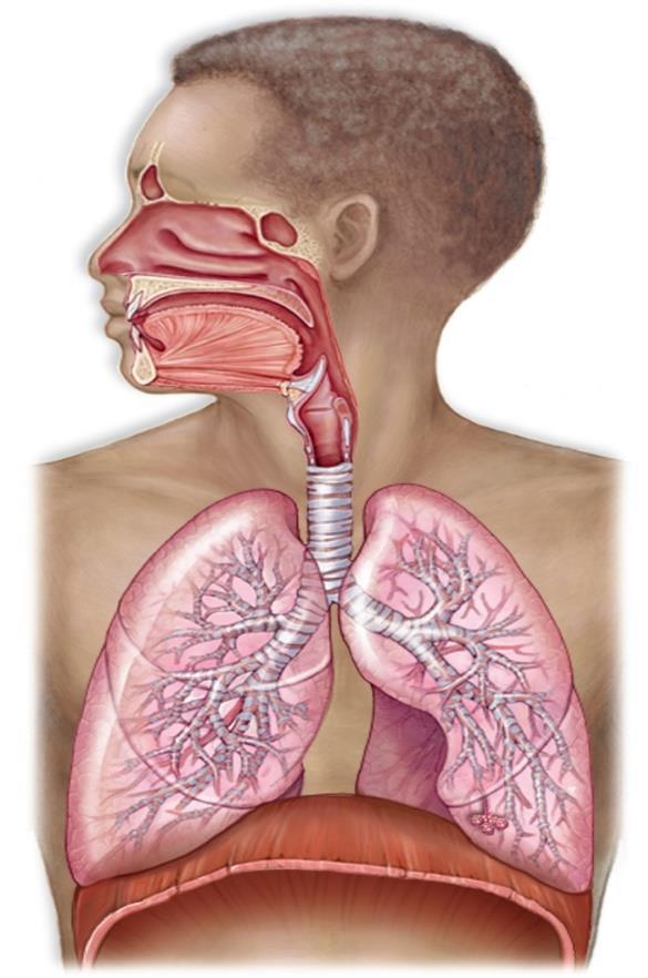 Bio 067: Review sections 10-12 Respiration, skeletal, muscular Functions of the respiratory system: The process that involves air entering and exiting the lungs is called VENTILATION Involves: