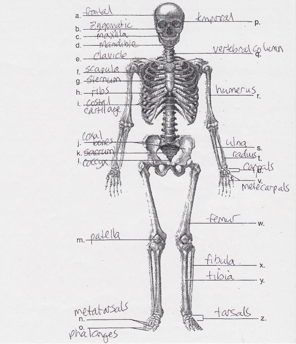 Skeletal system Functions of the skeletal system: Support body Protect soft body parts Produce blood cells Store minerals and fat Types: 1.
