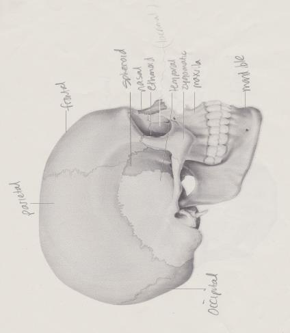 2. Cartilage: 3 types hyaline (I.e., end of long bones, nose, ribs), fibrocartilage (i.e., vertebral discs, knee), Elastic (i.e, ears, epiglottis) 3.