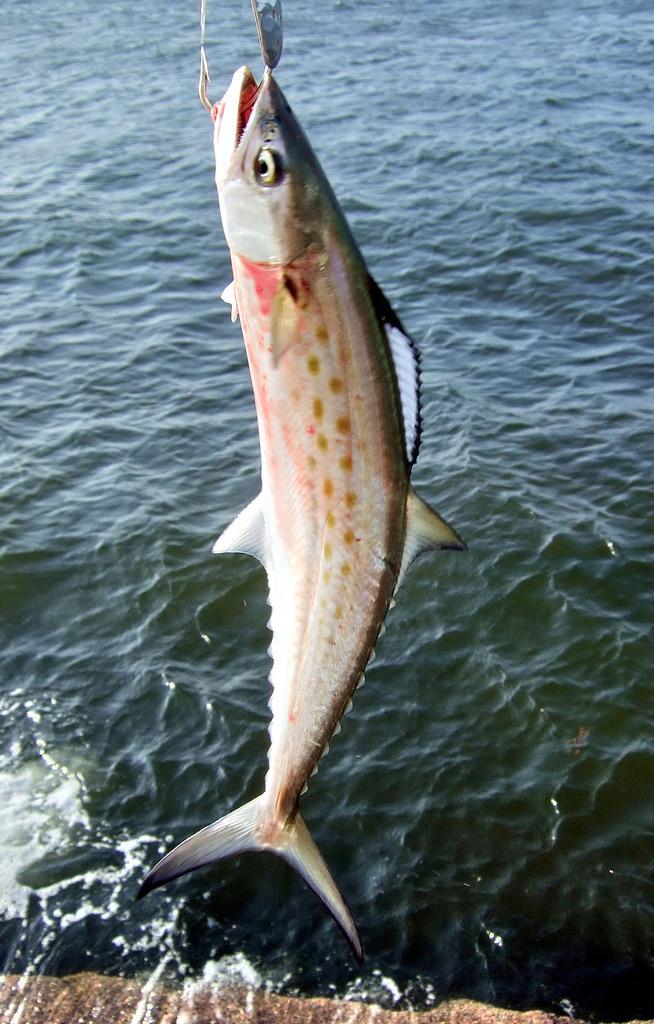 Vasey King mackerel Photo: Carrie