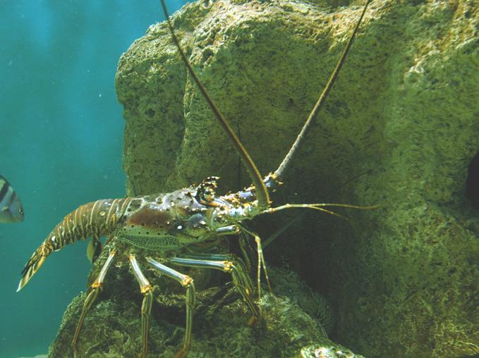 Shellfish and Other Species 13 Spiny lobster Photo: Florida SeaGrant
