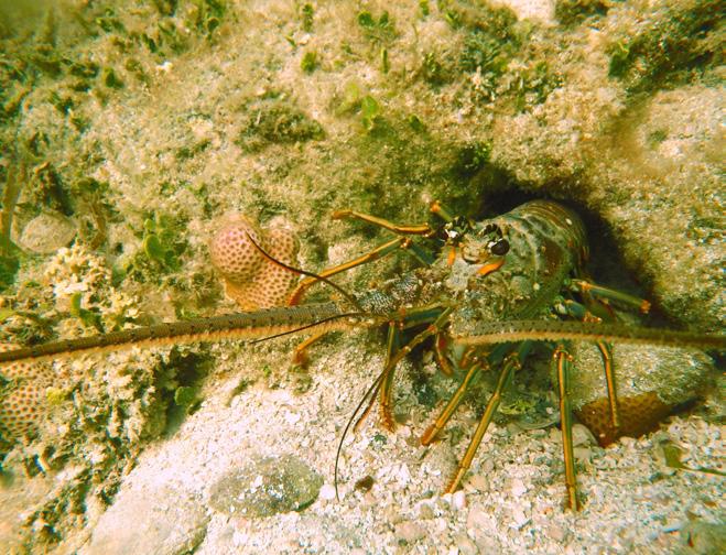 Lobster Photo: Emily Muehlstein Species Live Rock Other Marine Life