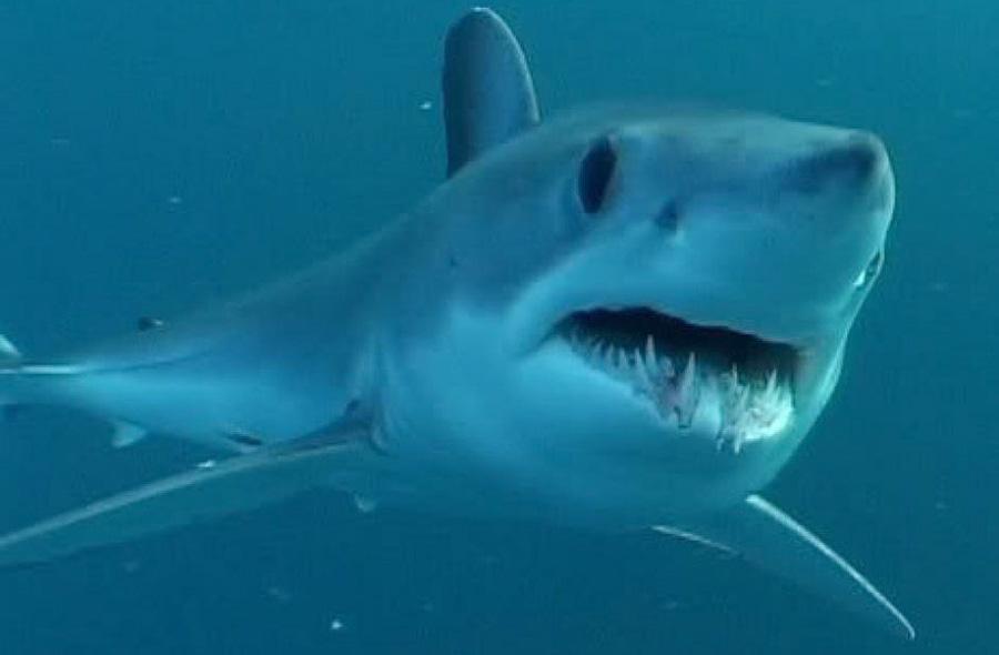 Highly Migratory Species Tunas Billfish Swordfish Sharks
