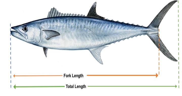 Measurement Guidelines Fork length: the straight-line distance from the tip of the head (snout) to the