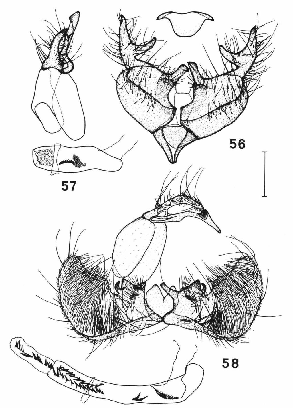 SCHOUTEN: EUCHROMIUS 51 Figs. 56-58. Male genitalia; ventro-caudal aspect, valvae spread; aedoeagus separated, lateral aspect; juxta separated, ventro-caudal aspect.
