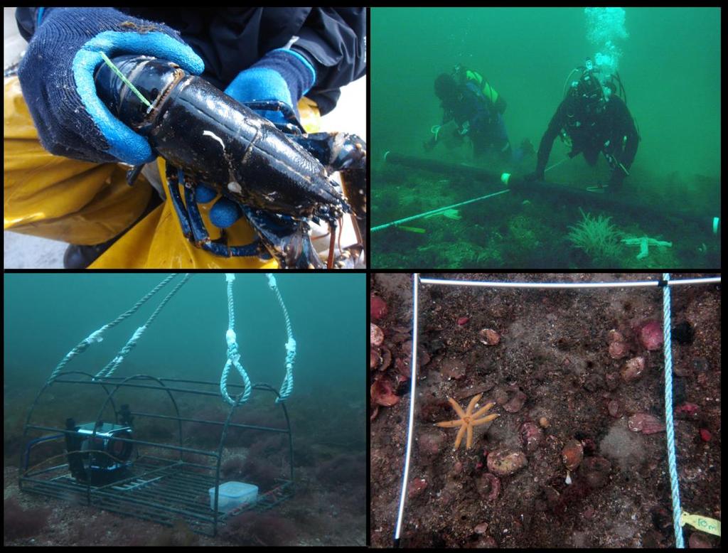 Density (no/100m2) Images Top left: A lobster after being measured and tagged. Top right: Two divers counting all the organisms they encounter along a 50m survey line.