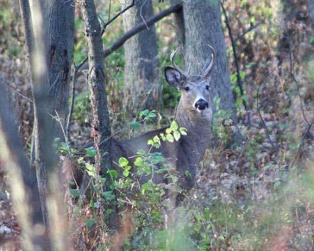 Deer Resistant Plants Little research done in urban/residential settings Excellent studies on deer browsing in forests of