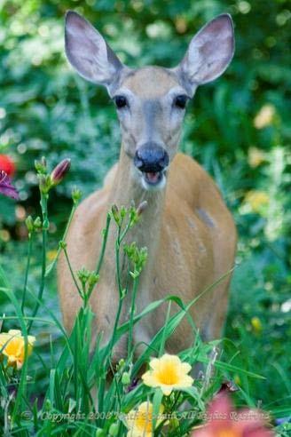 Deer Resistant Plants: A Select Few Deer don t prefer plants with: Spiny, tarry, furry, or bristly, thick-leathery leaves Deer LOVE: Balsam fir, Fraser fur, rhododendron,