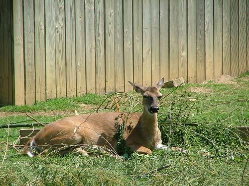 Scare Tactics Short term solution Deer will most likely become habituated to it A few to