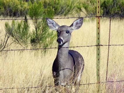 When Should a Landowner Deer numbers are high Consider a Fence?