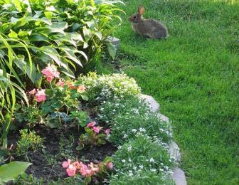 Rabbit Ecology Habitat Concentrate in favorable habitats