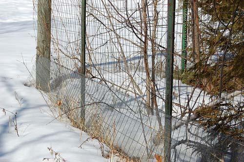 Fences Provides long-term solution Recommended over repellents or trapping for areas suffering moderate to heavy damage 2 foot tall fence (+ snow depth) of wire mesh