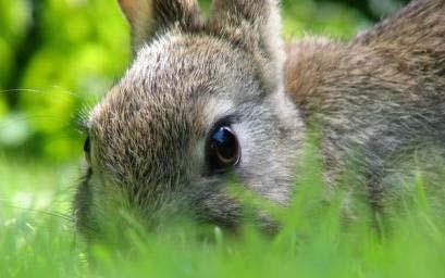 Back to Trapping Rabbits Trapping and relocation is legal Must have permission to relocate