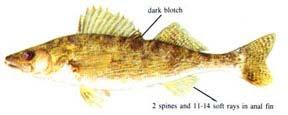 A wide variety of fish species is found in our state. A few of the more common ones will be discussed here.
