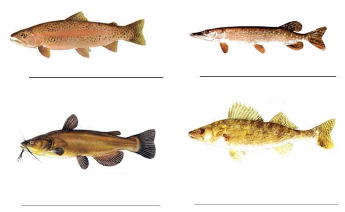 2. Pictured are some of the fish found in our state.