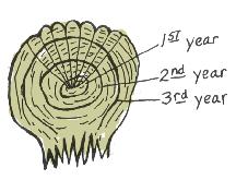 Fish scales can be studied to determine age (see illustration).