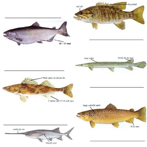 Challenge Activity The following fish are also found in our state.