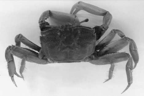 Seo et al.: Gynaecotyla squatarolae metacercariae in shore crab M. dilatatus 201 1 2 C GA VS VS SV OV T VT 3 4 5 Figs. 1-5.