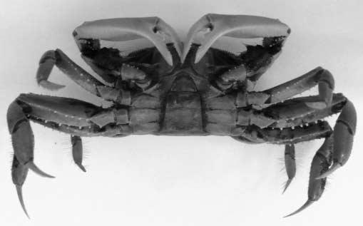 Dorsal (left) and ventral (right) views of the shore crab, Macrophthalmus dilatatus, the second intermediate host. Fig. 2. A metacercaria from the crab, encysted.
