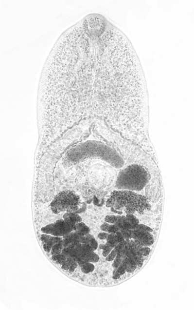 Bar = 60 µm. Fig. 5. A 6-day-old adult fluke recovered from a rat, stained with Semichon s acetocarmine.