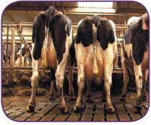 Application Treatment of the herd can be carried out manually using a