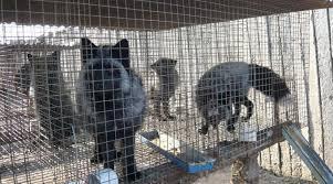 are opposed to farming animals for fur in cages A number of European