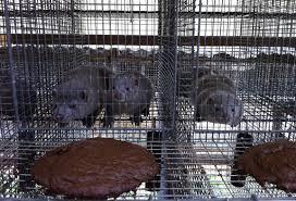 country to be Origin Assured Origin Assured label for fur produced in small wire cages