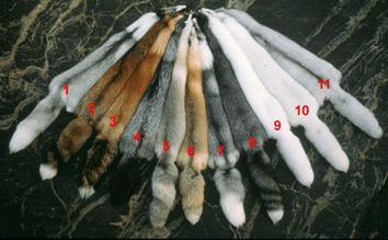 Background Around 95 million foxes and mink killed for their fur in 2014 No detailed speciesspecific EU legislation setting standards for animals