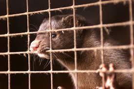 Welfare of mink and foxes farmed for fur Several approaches to