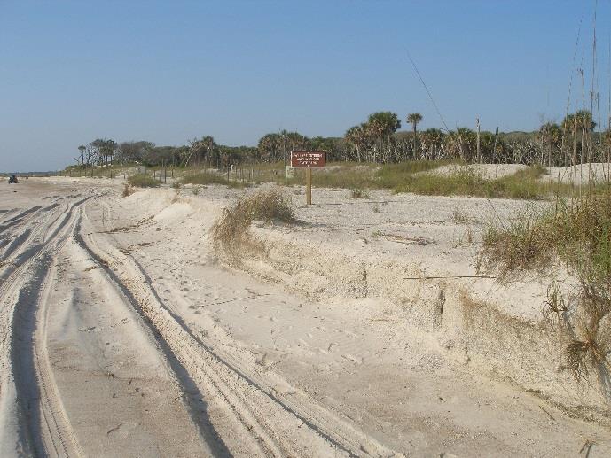 Overall mean density of active ghost crab burrows was higher at the control stations in comparison to the beach fill impact stations during the Fall 2012 and Spring 2013 post-construction surveys.