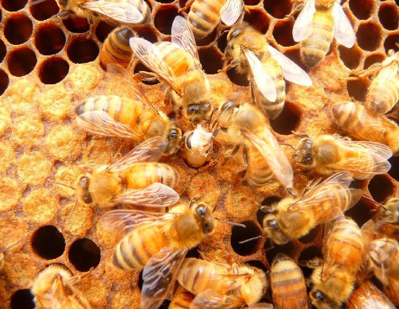 Photo 10. US honey bees exhibiting varroa sensitive hygienic (VSH) behaviour.