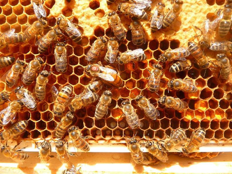 will then focus on selectively breeding from healthy and productive colonies that maintain consistently low varroa levels.