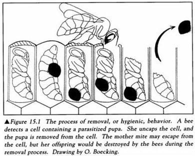 Figure 2. The process of honey bee varroa sensitive hygienic behaviour (VSH). (Sourced from: http://scientificbeekeeping.