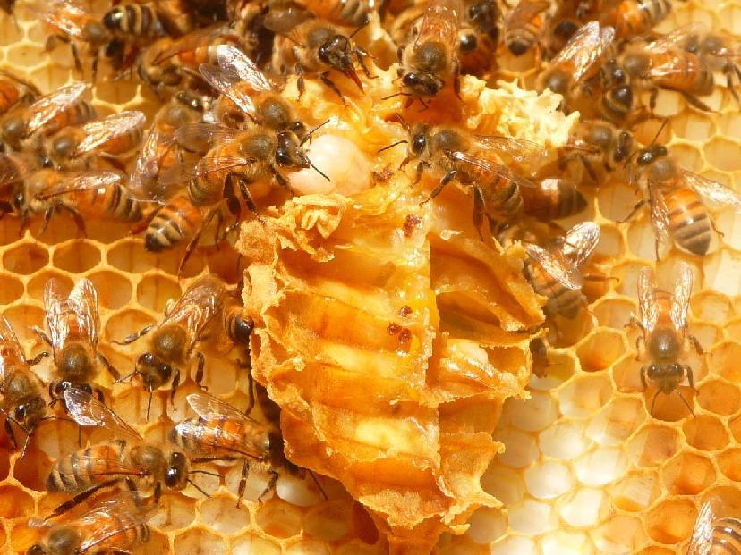 Drone comb monitoring and drone comb removal/trapping: This practice: Allows the beekeeper to monitoring the presence of varroa levels in drone comb, which is more conducive to the reproductive life