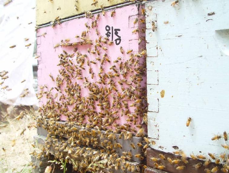 4.2 Australia s vulnerable honey bee industry It is acknowledged by honey bee industry experts that it is only a matter of time before the economically devastating honey bee parasitic mite, varroa