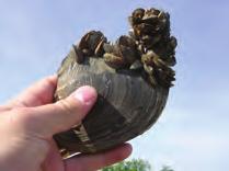 Zebra/Quagga Mussels Harm Native Aquatic Life Zebra Mussels / Quagga Mussels What are they?