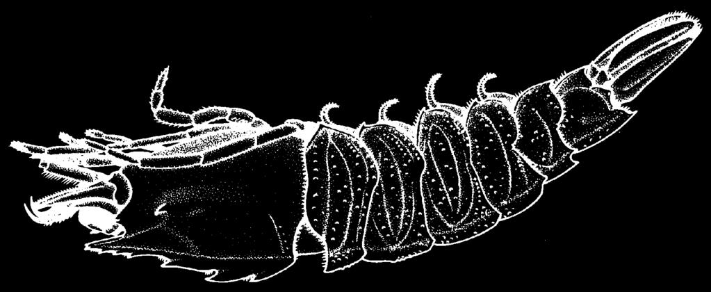 click for previous page Sicyoniidae 279 SICYONIIDAE Rock shrimps Diagnostic characters: Body robust, rigid, of stony appearance.