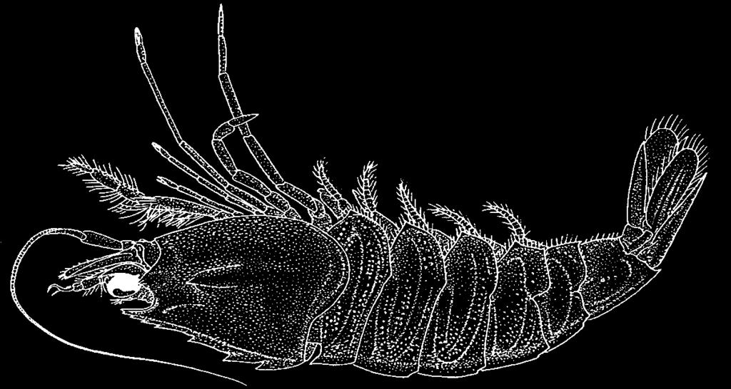 282 Shrimps Sicyonia brevirostris Stimpson, 1874 Frequent synonyms / misidentifications: None / None. FAO names: En - Rock shrimp; Fr - Boucot ovetgernade; Sp - Camarón de piedra.