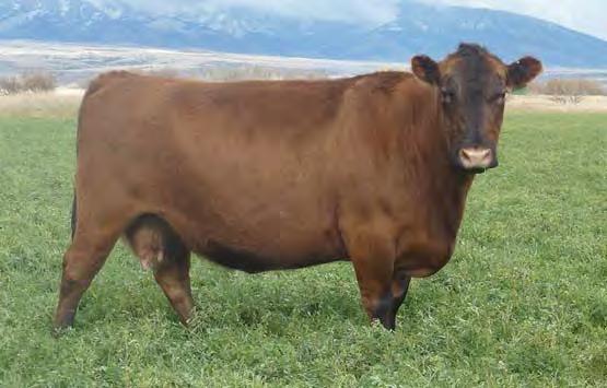 55 0.01 Bred to: FEDDES BOBCAT A230 (#1607674) Due Date: 2/13/17 7174 is a granddaughter of our 899 cow that topped our 2005 female sale for $20,000.
