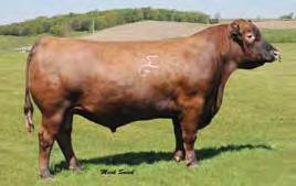 The projected calf EPDs are impressive and place GM, WW, YW, Marb, CW and REA all in the top 2% of the breed.