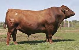 03 Bred to: HXC DECLARATION 5504C (#3494198) Due Date: 3/26/17 This is not a heifer we want to part with. She is a great Trilogy x Conquest combination.