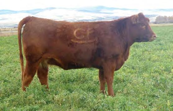 Bred Heifers Lot 21 21 C-T ANGIE ROSE 5123 3/5/15 3471510 100% 1A BROWN ALLIANCE X7795 BECKTON NEBULA P P707 C-BAR & BROWN ABIGRACE T714 PCHFRK PRIME 1323 PCHFRK CRYSTAL PACKER R5179 MESSMER PACKER