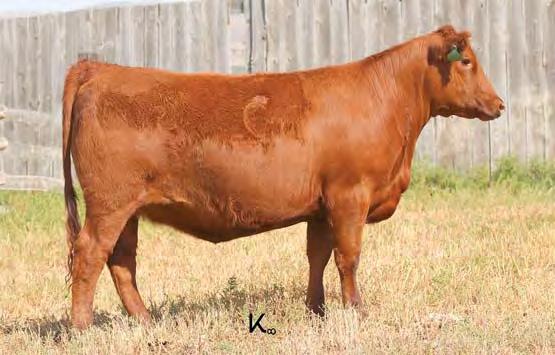 04 Bred to: 5L INDEPENDENCE 560-298Y (#1450309) Due Date: 2/10/17 This fancy Angie Rose heifer will not go unnoticed. She has style along with a correct phenotype.