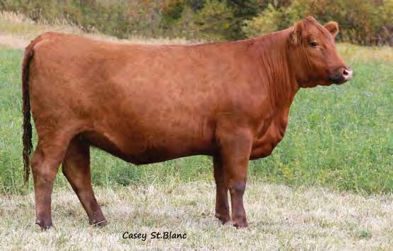 A Prime 1323 son topped our bull sale to Bauman Red Angus, ND, and his females look to be great also. You won t go wrong with this Alliance X7795 x Conquest 4405P heifer.