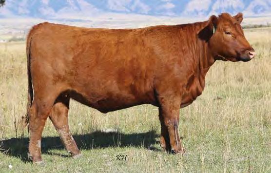 00 Bred to: DKK RED KINGDOM 508 (#3486503) Due Date: 4/1/17 Ten EPDs in the top third of the breed. GM: top 13%, REA: top 11%.
